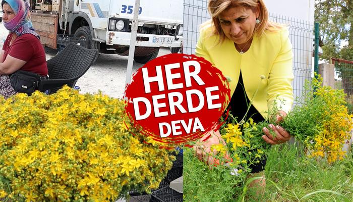 Tam mevsiminde: Tüm zamanların en şifalı bitkisi!  "Bin kılıcın otu" olarak da bilinir... Vücutta yara, yanık ve yara izi bırakmaz.