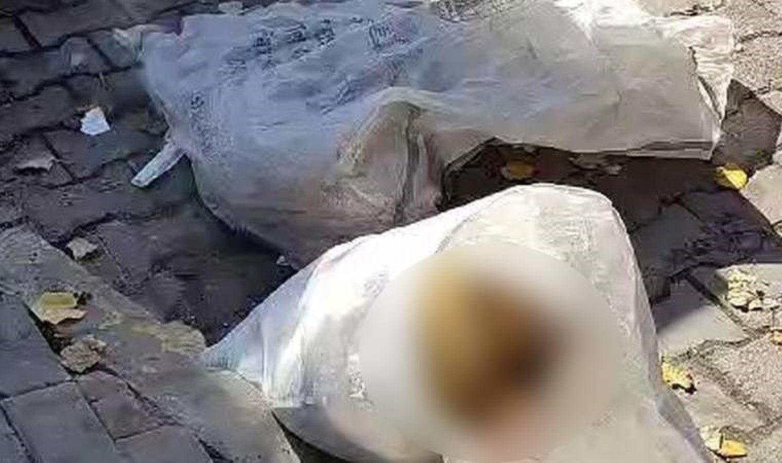"Katliam yasası" sokaklara çıkıyor! Yavru köpekler çuvallara konularak öldürüldü - Son Dakika Siyaset, Türkiye Haberleri