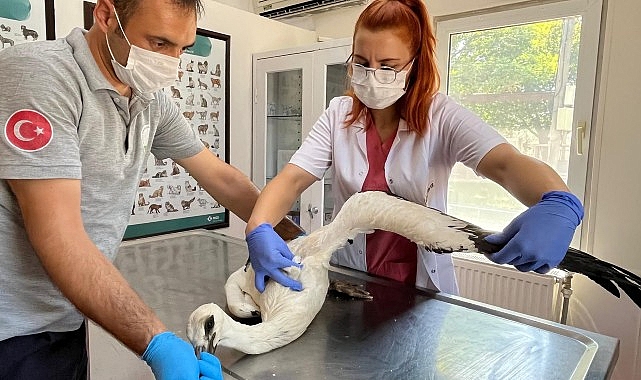 Yaralı leylek Osmangazi'de şifa buldu - SAĞLIK