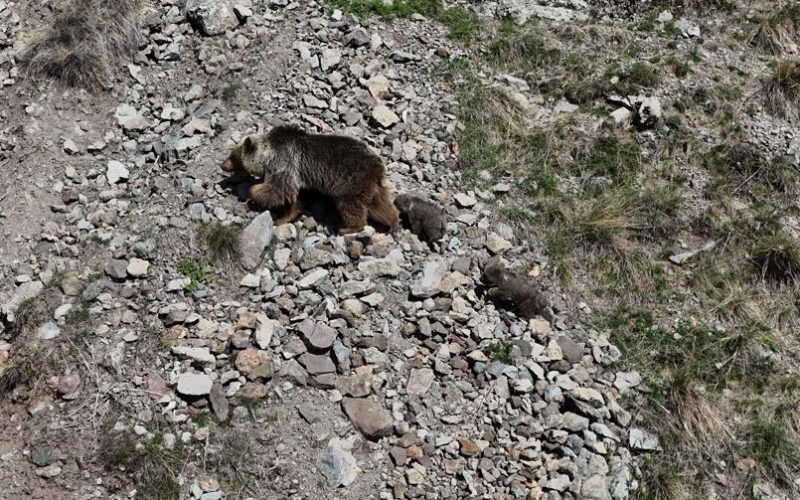 Erzurum Oltu'da bozayı iki yavrusuyla görüntülendi